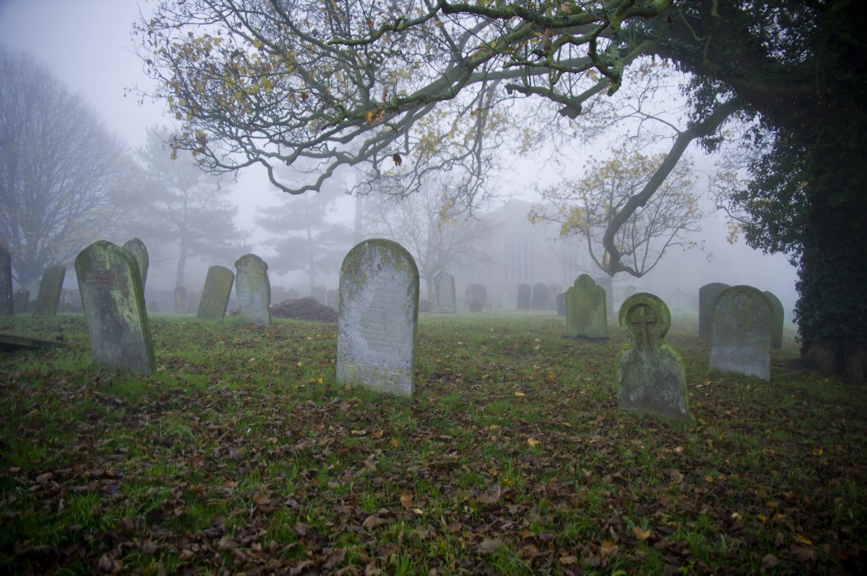 Meet you at the graveyard sovan truong. Кладбище гача лайф фон. Мрачное кладбище. Кладбище фон.