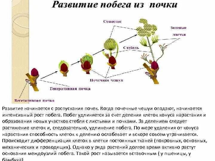 Как любой побег цветок развивается из. Как любой побег цветок развивается из