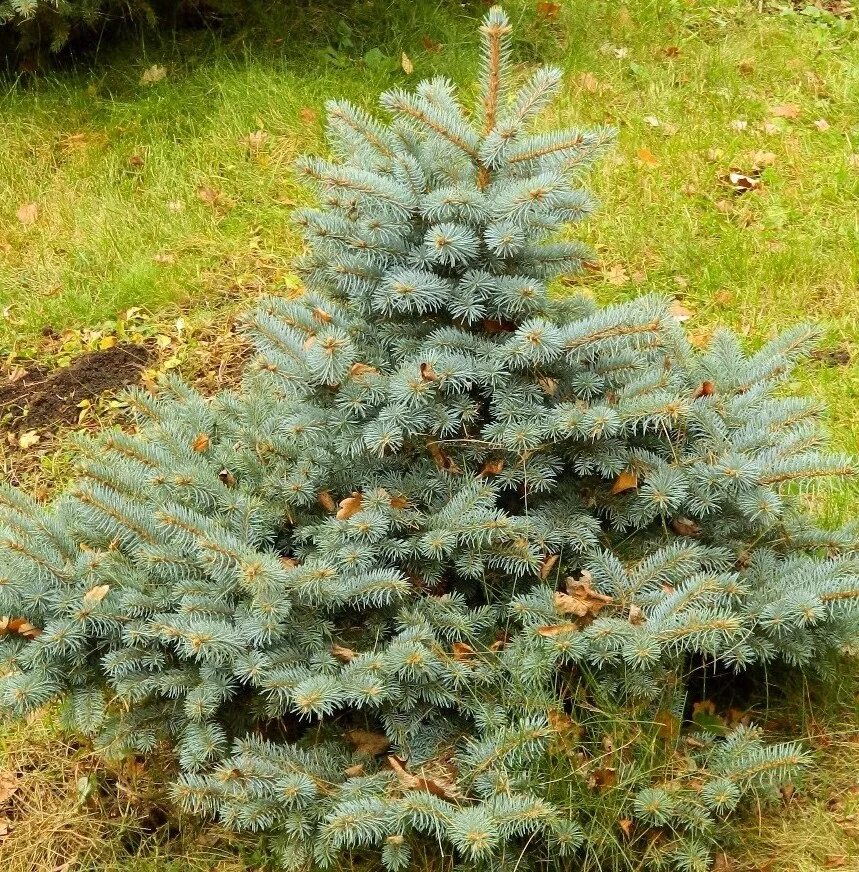 Ель колючая picea. Ель голубая Picea pungens. Ель колючая Глаука. Ель pungens glauca. Ель колючая Picea pungens.