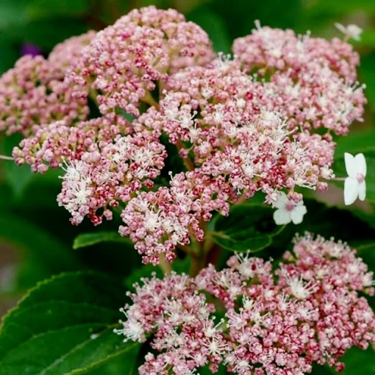 Pink pincushion гортензия фото и описание hydrangea arborescens pink pin cushion Hydrangea arborescens, Arborescens, Trees