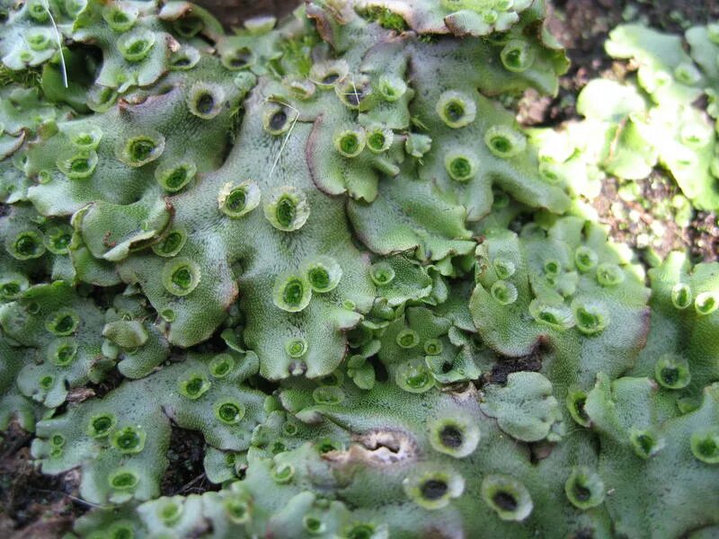 лишайники автотрофы. маршанция обыкновенная – marchantia polymorpha. паразитирующий мох. маршанция изменчивая. маршанция.