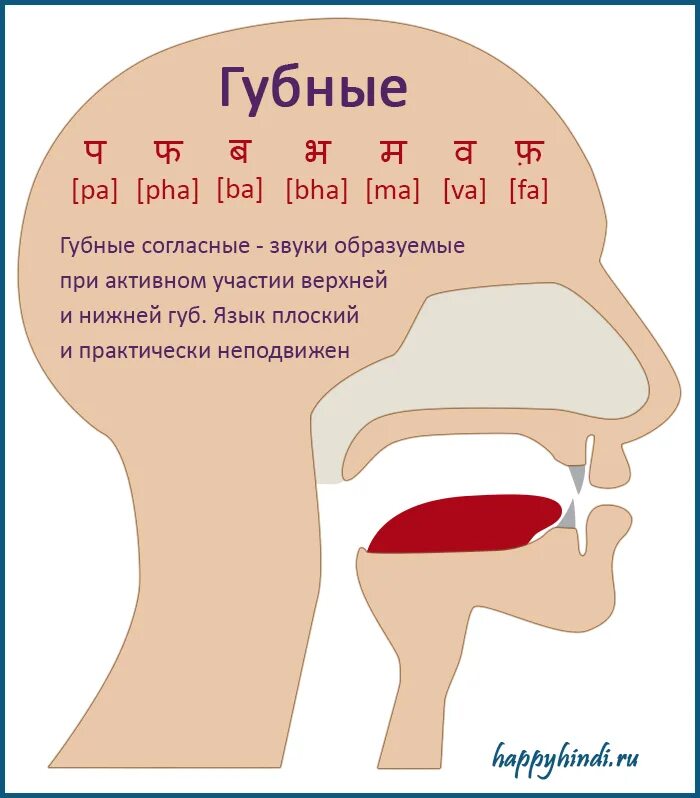 Как переводится рту. Губные согласные. Губные согласные хинди. Транскрипция согласных букв в хинди. Как выучить хинди самостоятельно с нуля.