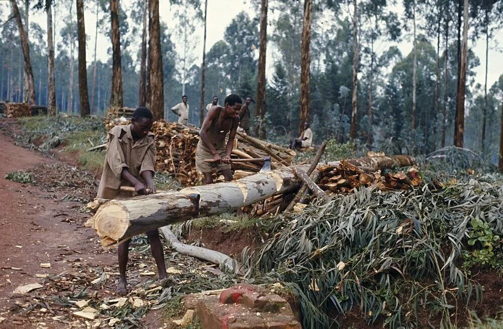 Cut down forest. Нигерия обезлесение. Вырубка лесов в Африке. Обезлесение в Африке. ЮАР вырубка лесов.