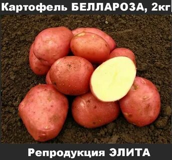 Картофель зекура характеристика сорта