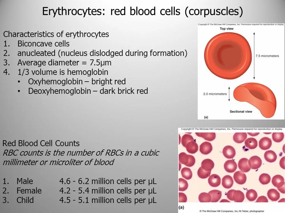 Erythrocytes in Blood. Red Blood Cells анализ. What is the function of Red Blood Cells?. Blood Cell Sizes.