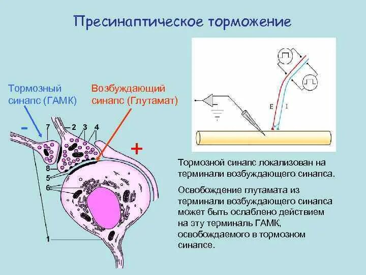 Торможение синапса. Торможение синапса