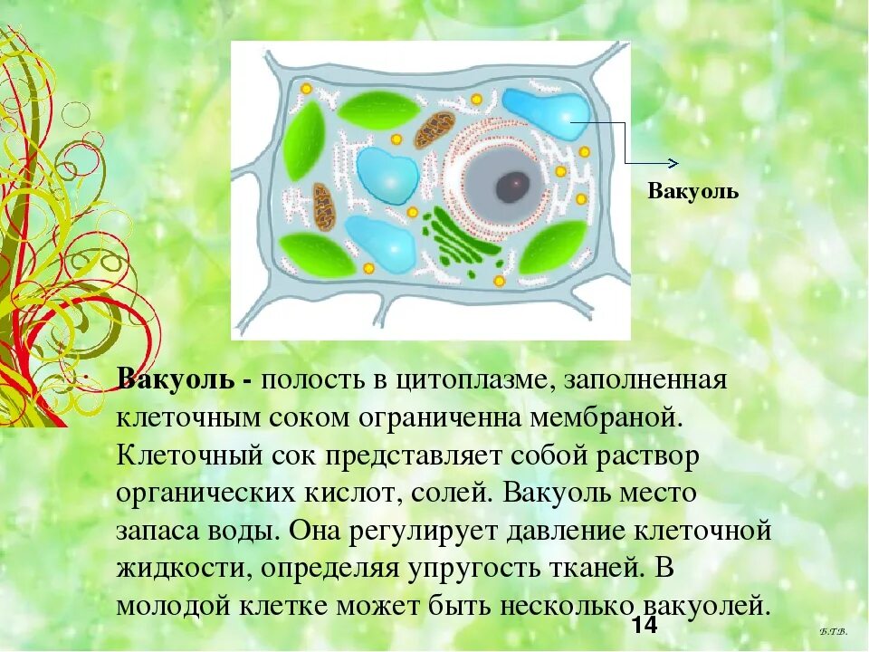 Ядро ядро вакуоли вакуоли. Вакуоль растительной клетки. Где содержится клеточный сок в растительной клетке. Органоиды клетки вакуоль. Клеточный сок раствор