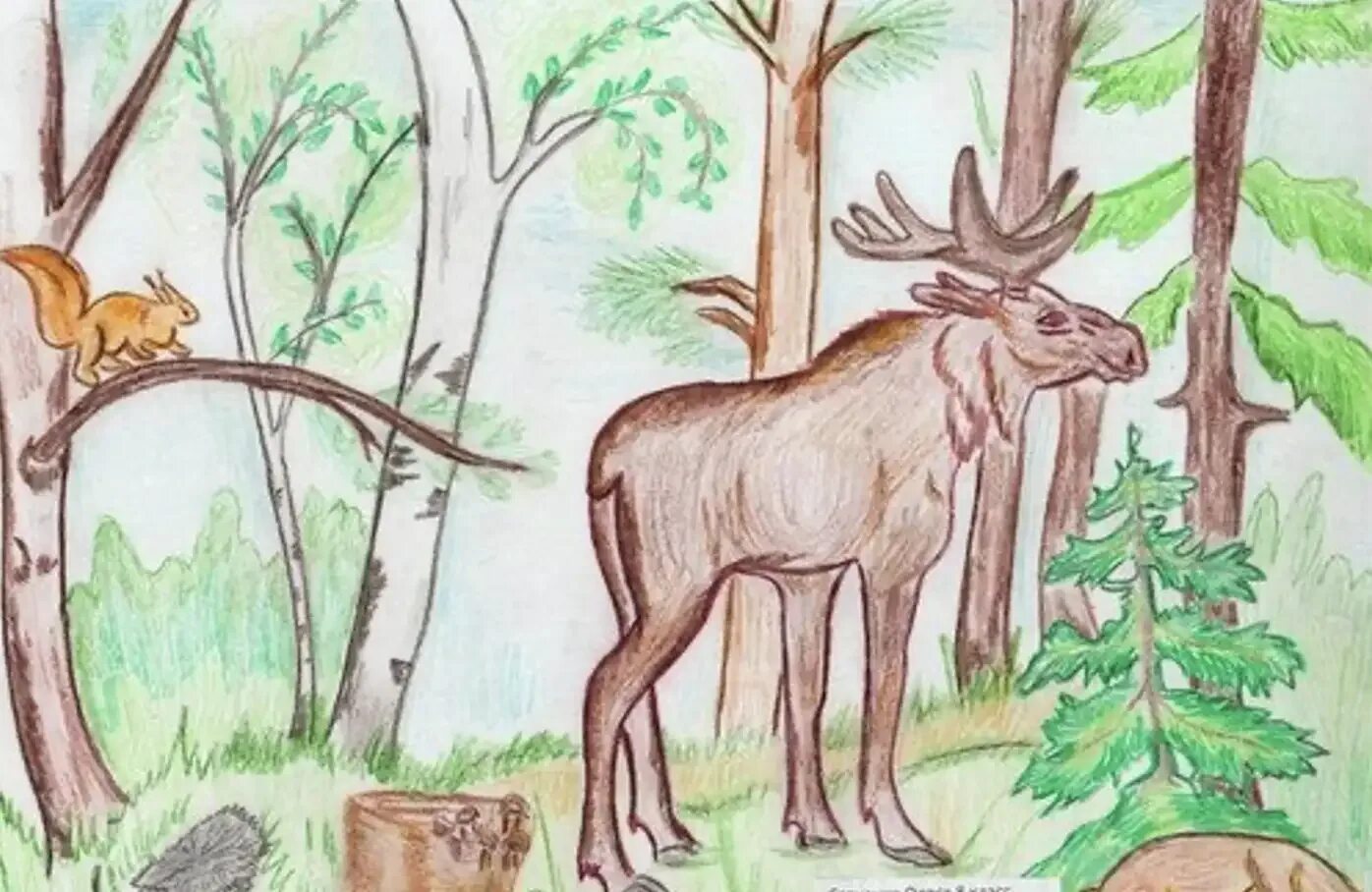 Лес картинки для детей дошкольного возраста. Рисунок зоны лесов. Ярусность леса. Иллюстрации с изображением леса. Лес картинка для детей.