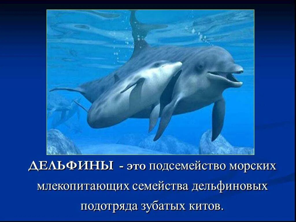 Что значат дельфины