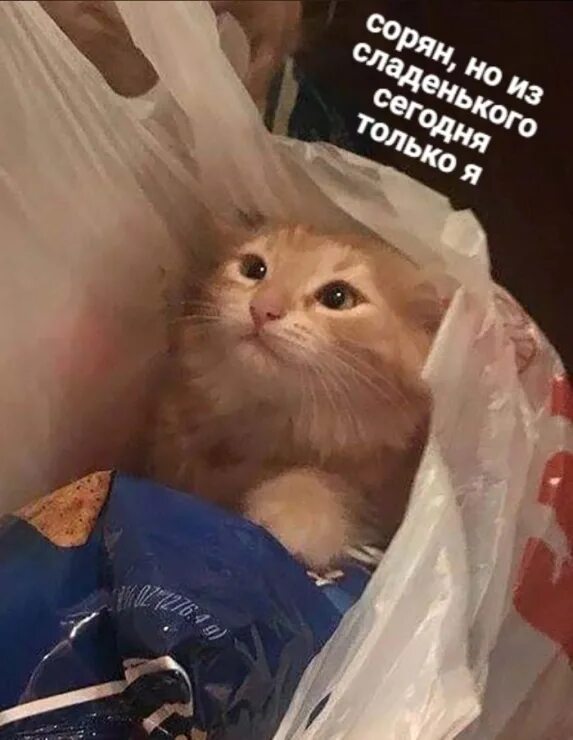 Ли минхо стрей. Минхо stray kids. Из сладкого сегодня только я. Ли минхо из stray kids. Пью кровь из мелкого.