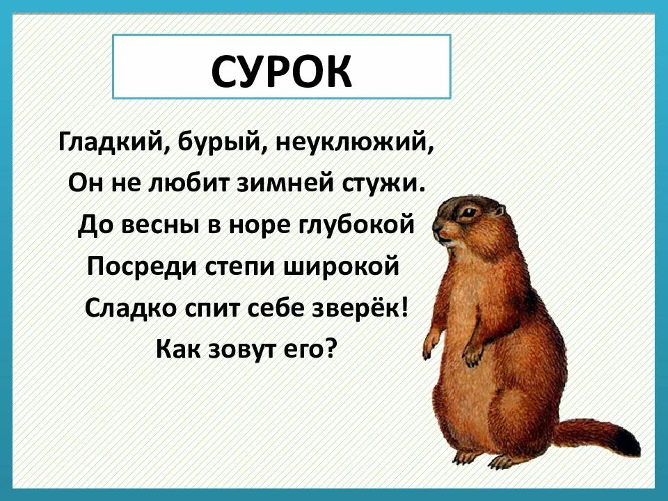Мне подарили сурка толстого неуклюжего