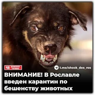 Карантин по бешенству в москве 2024