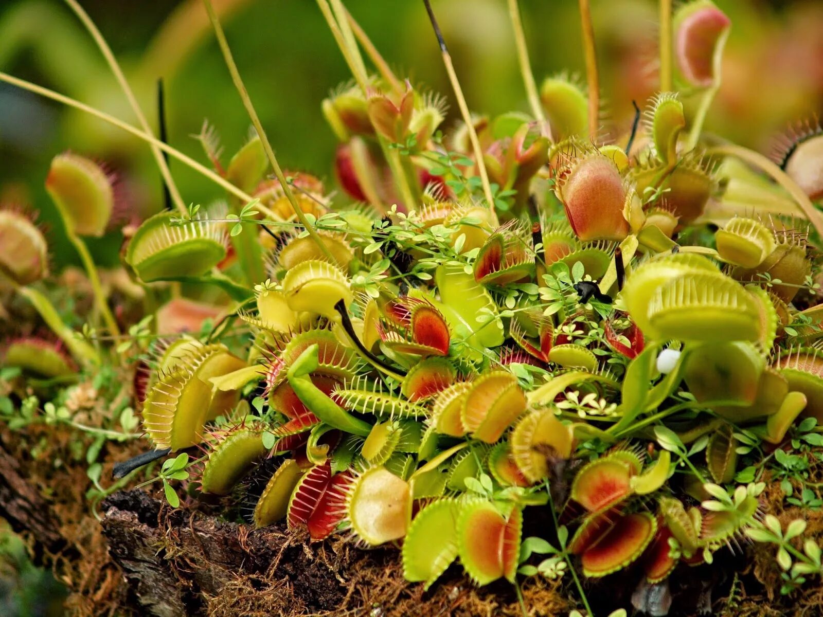 Plant video. Венерина мухоловка. Венерина мухоловка Dionaea. Венерина Дионея. Венерина мухоловкаоловка\.