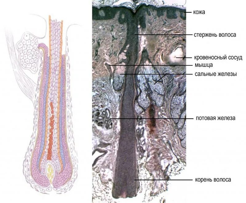 Строение волоса и волосяного фолликула. Волосяной фолликул микрофотография. Структура волоса корень. Структура волоса под микроскопом.