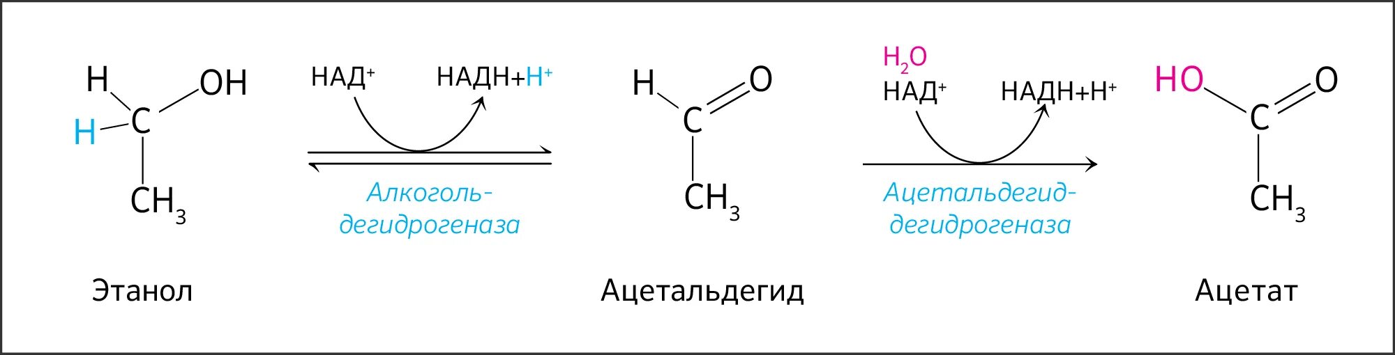 Реакция превращения ацетальдегида в Ацетат. Схема превращение этанола в ацетальдегид. Этанол над+ ацетальдегид надн2. Схема реакции окисления этанола.