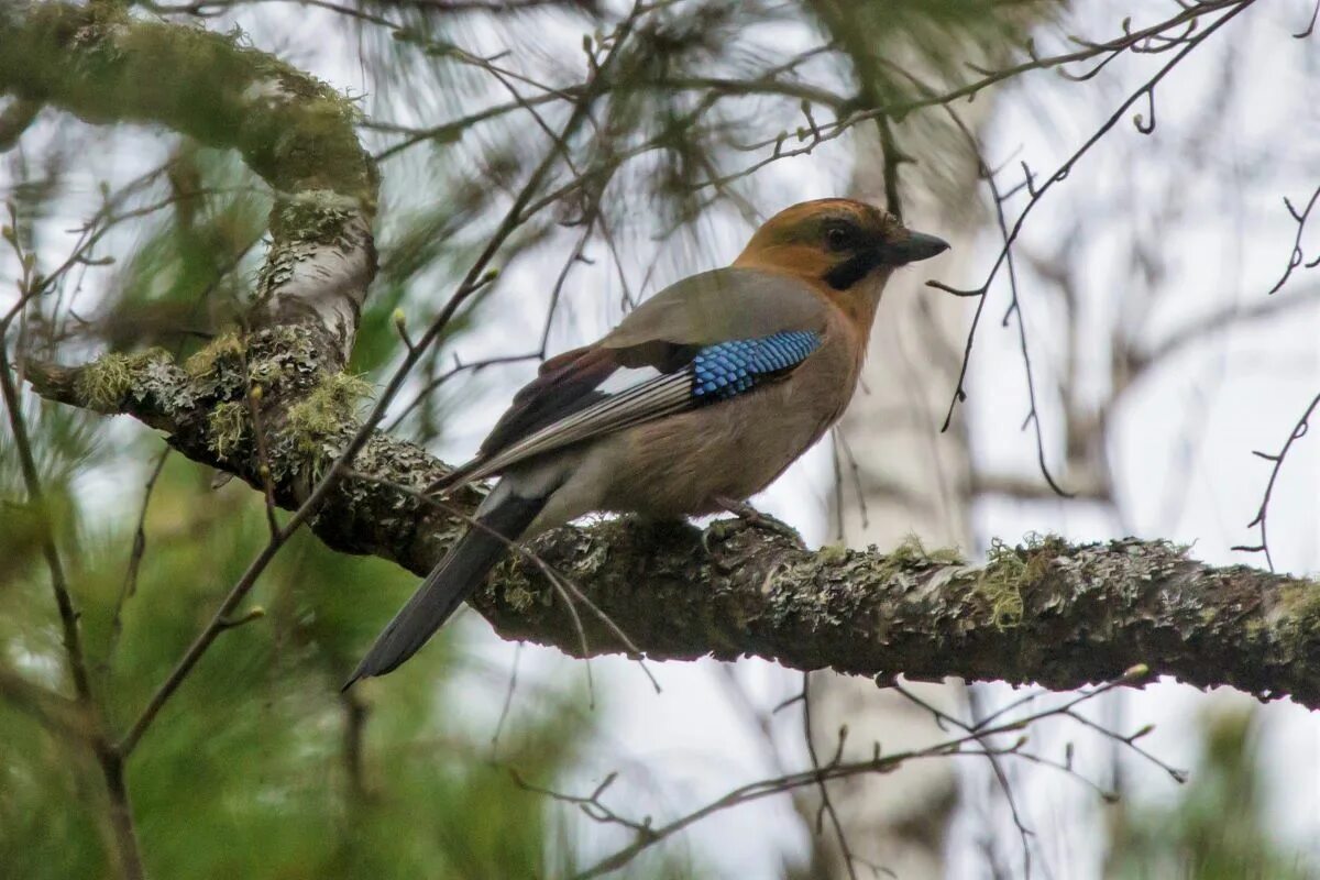 Сойка и дятел. Юкатанская сойка. Сойка кавказский подвид. Уссурийская сойка. Телецентр сойка.