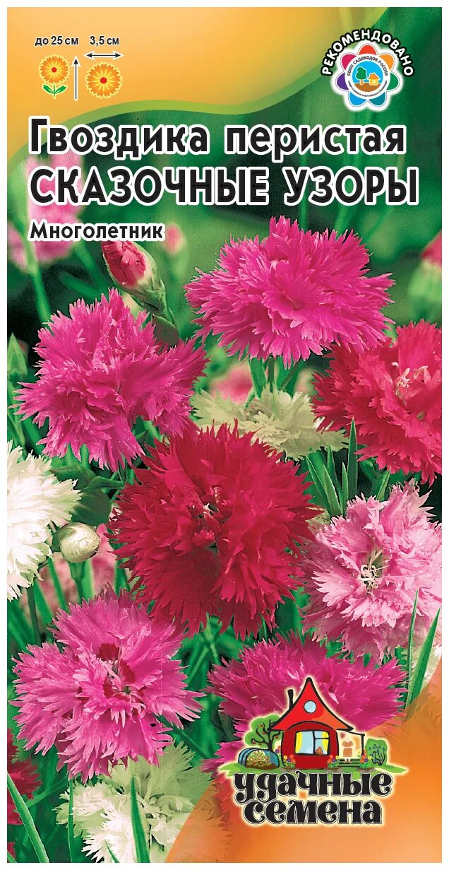 Сказка гвоздик. Гвоздика барбатус махровая смесь. Российские гвоздики. Гвоздики русок. Сказка гвоздик.