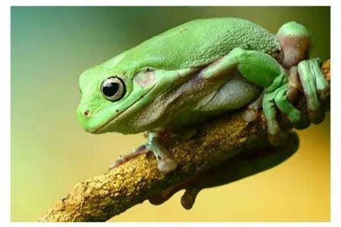 Видеть во сне жабы большие