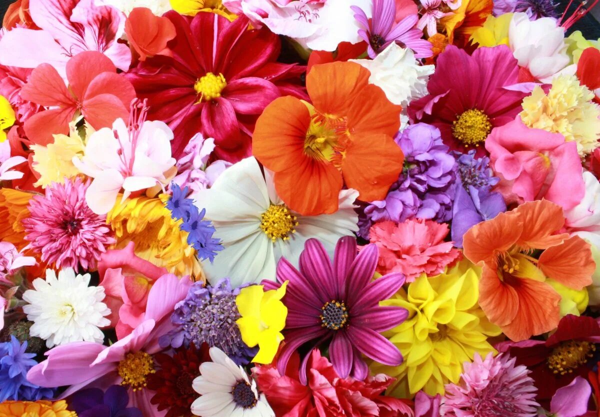 Разноцветные цветы. Красивые цветочки. Цветы мелкие разноцветные. Яркие разноцветные цветы.