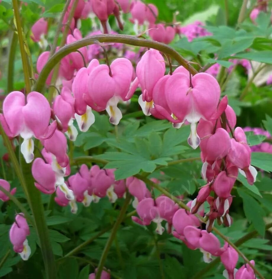 Дицентра великолепная (с3). Разбитое сердце сорта. Valentine. Разбитое сердце сорта. Дицентра великолепная (разбитое сердце) альба.