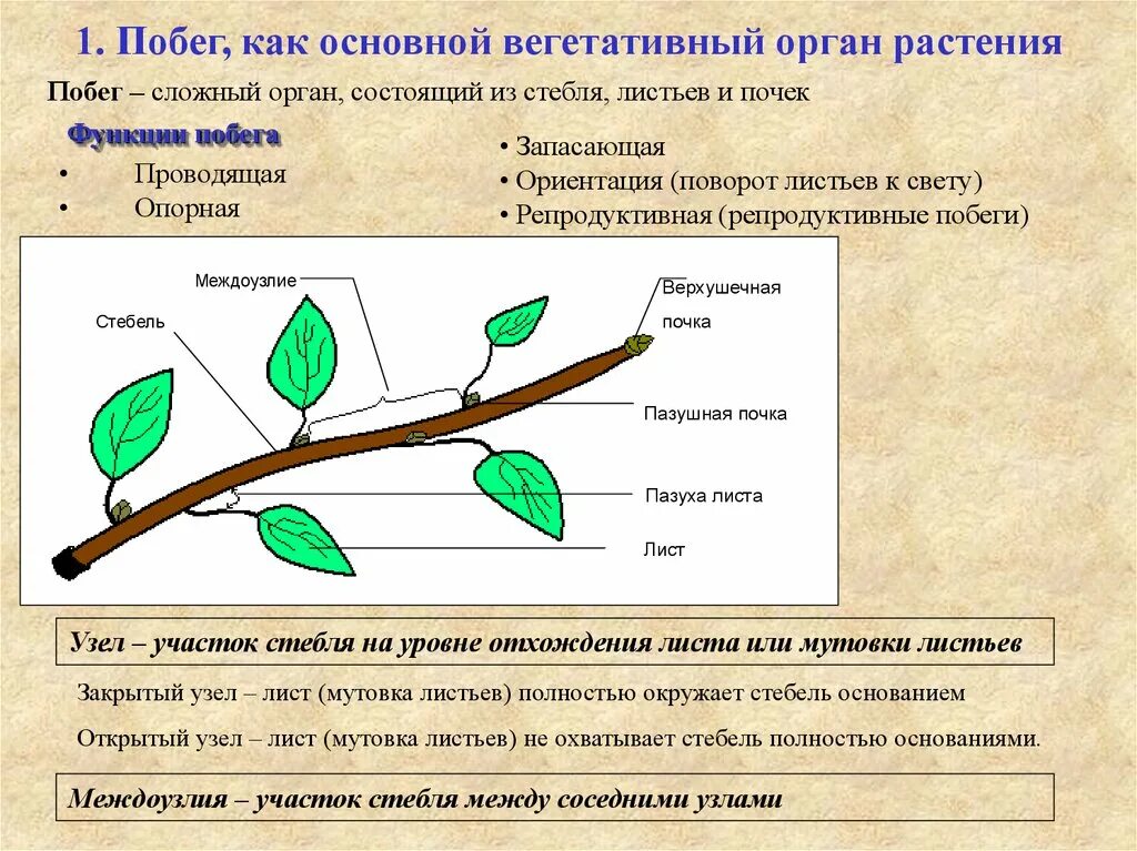 Почему почка побег. Корень, побег, стебель, лист, почка функции. Функции вегетативного побега. Побеги растений строение вегетативный и. Характеристика побега, строение почки.