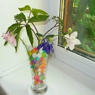 Гидрогель для растений