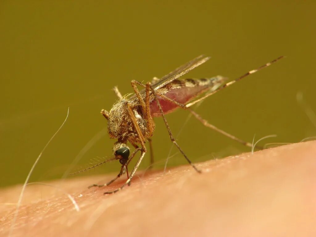 Малярия укусы комаров. Малярийный Москит. Укус комар малярийный комар. Малярийный комар кусается.