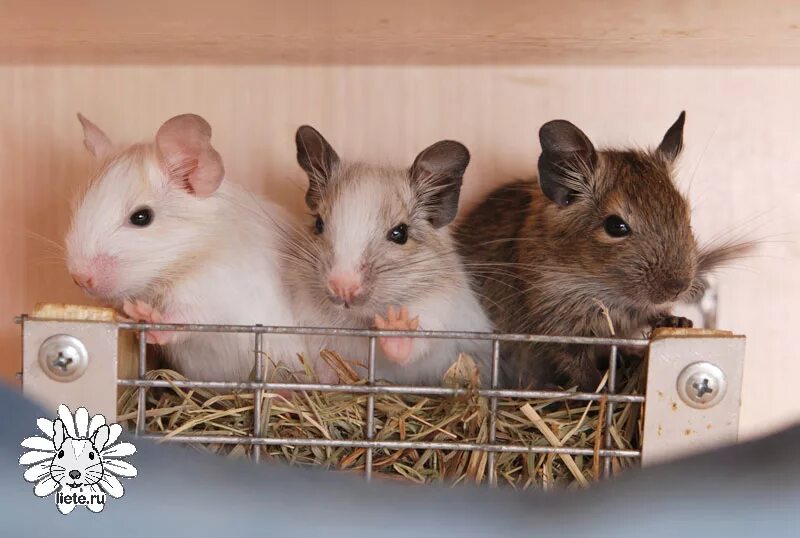 песчанка агути. монгольская мышь песчанка. продам грызуна. белки дегу. шиншилла агути.