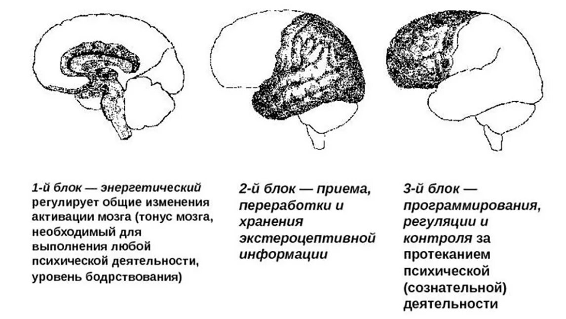 2 схема структурно функциональной модели мозга МДОУ "ДС "Медвежонок" г.Юрюзани"