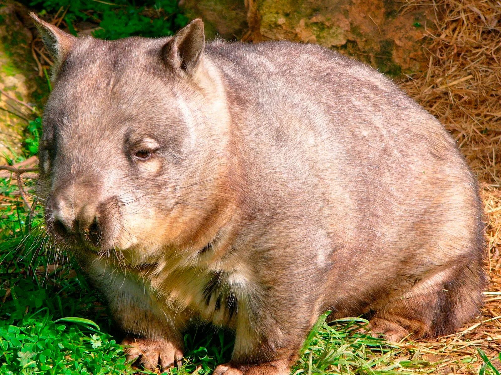 Wombat перевод. Шерстоносый вомбат. Австралийский вомбат. Короткошёрстный вомбат. Сумчатый вомбат.