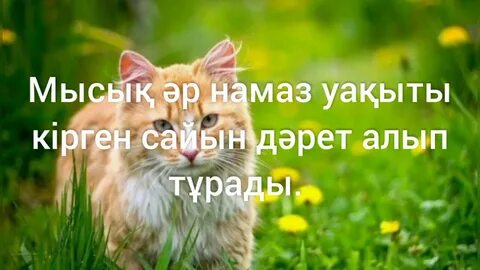 Настя Каменских жалаңаш порно видео