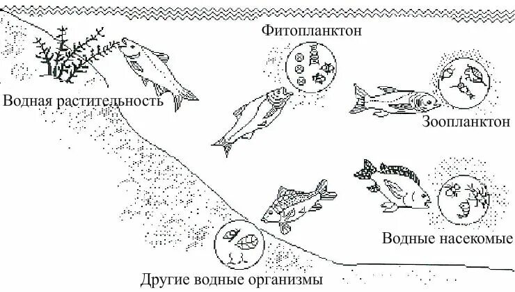 Фитопланктон зоопланктон пищевая цепь. Пищевая цепь зоопланктона. Поликультура рыб. Поликультура растительноядных рыб.