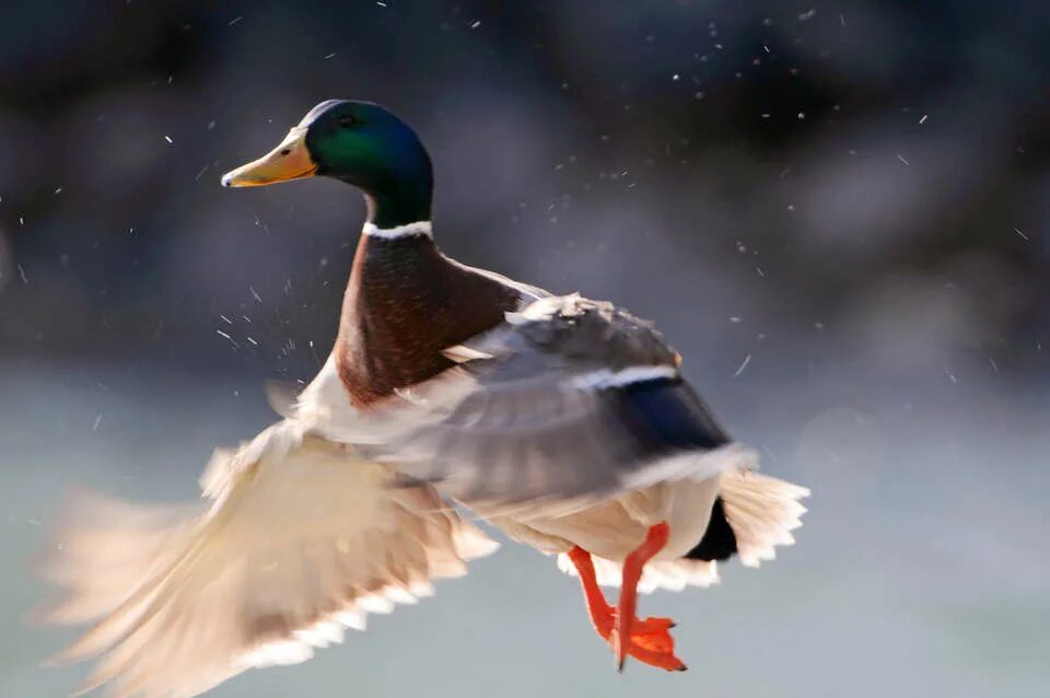 Taking bird. Утки в полете. Утки летят. Утка летит. Утки взлетают с воды.