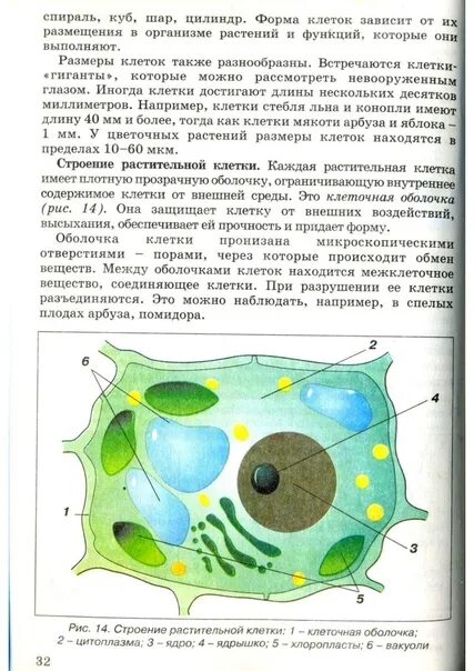 Каждая клетка имеет плотную прозрачную оболочку. Каждая клетка имеет плотную прозрачную оболочку