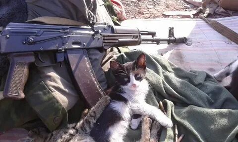 Суровые коты донбасса