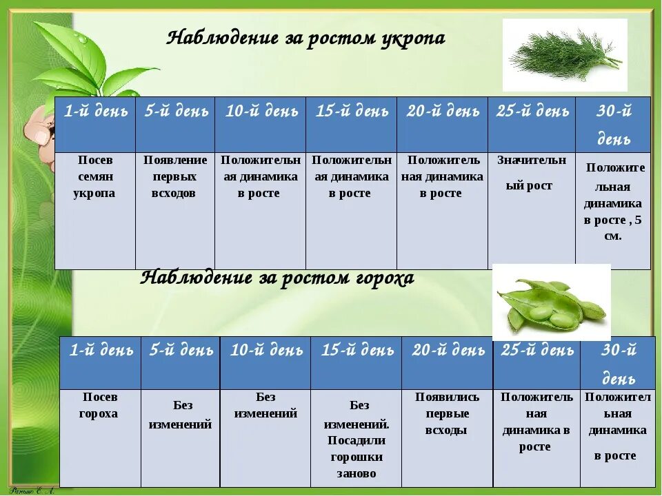 Протокол корнева. Дневник наблюдений за растениями. Журнал наблюдений за ростом растений. Дневник наблюдений за ростом. Наблюдение за ростом гороха.