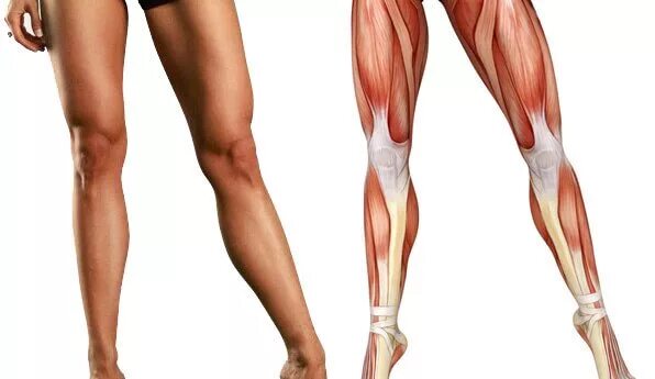 Мышцы в ляшках. Мышцы на ляшках. Мышцы внутренней поверхности бедра. Женские бедра мышцы. Внутренние мышцы ног.