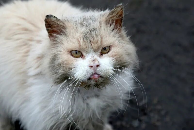 Dirty cat минсоны. Dirty cat минсоны. Dirty cat минсоны. Dirty cat минсоны. Детские картинки clean cat.