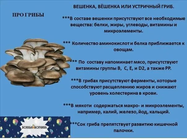 Можно ли грибы при язве. Вешенки описание для детей. вешенка краткое описание. полезные грибы для человека. вешенка гриб краткое описание.