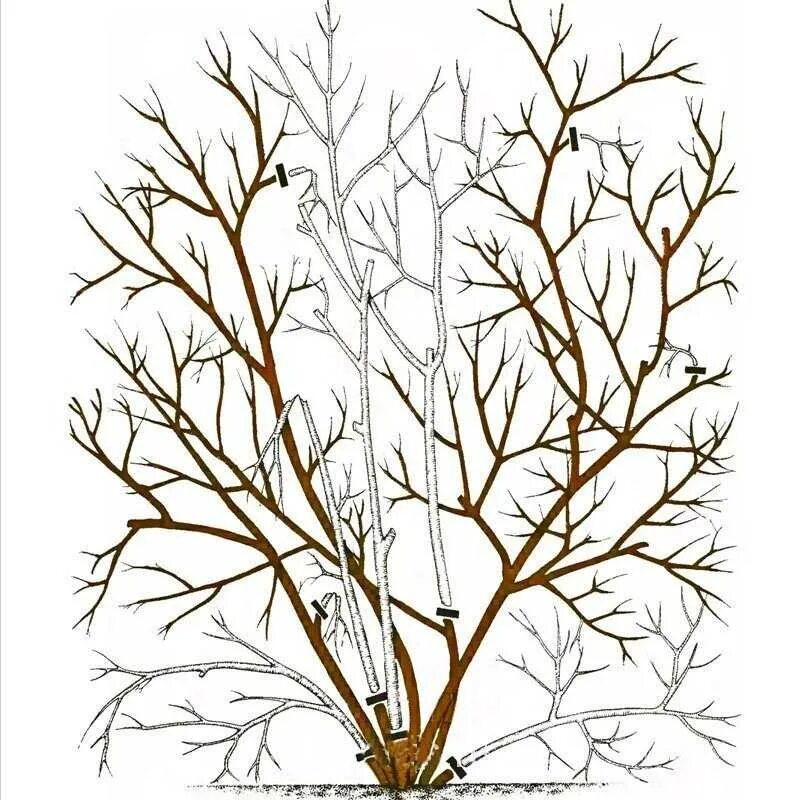 Правильная обрезка жимолости. Омолаживание куста жимолости. Жимолость схема обрезки куста. Как обрезать жимолость весной. Весенняя обрезка жимолости.