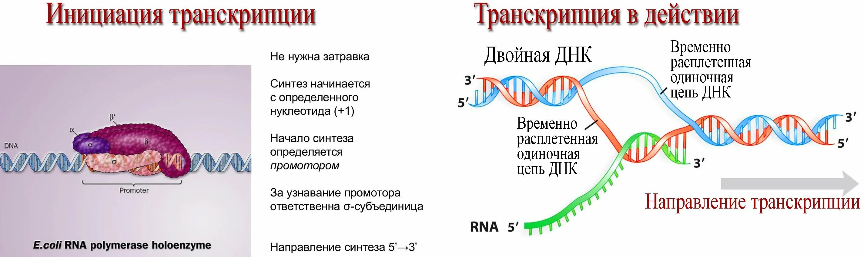 Транскрибируемая днк направление. Синтез РНК последовательность. Схема процесса транскрипции. Транскрипция РНК схема. Транскрипция и трансляция ДНК Синтез белка.