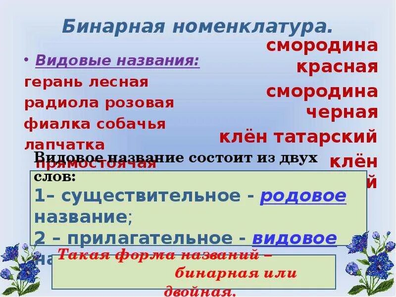 Бинарная номенклатура растений. Бинарная номенклатура растений. Бинарная номенклатура растений. Бинарная номенклатура растений. Бинарная номенклатура это в биологии.