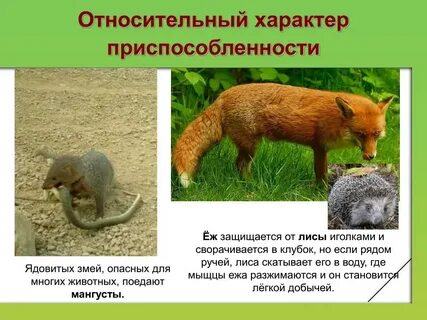 Лиса приспособление к среде