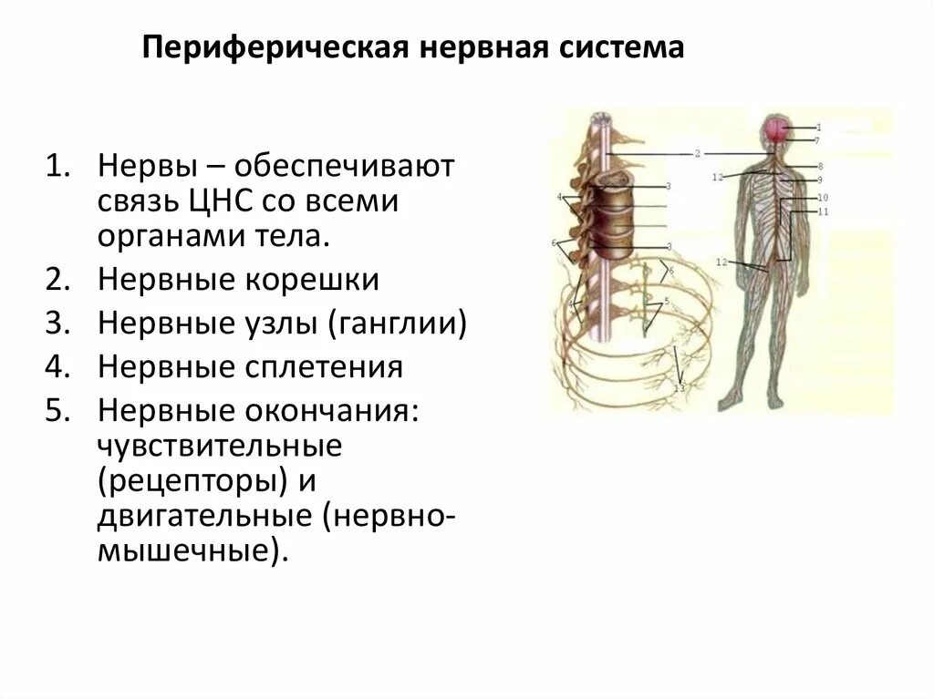 Центральные и периферические отделы нервной системы: найдено 67 картинок