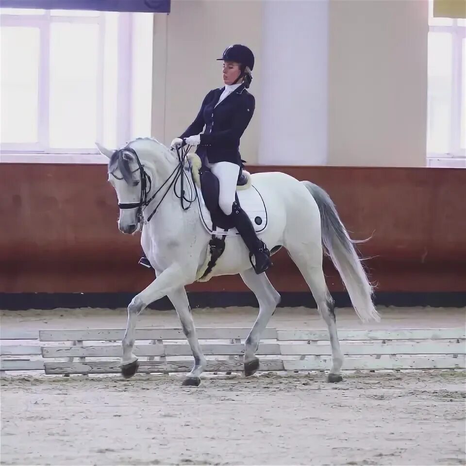 Спортивные лошади. Лошадь в парке. Конноспортивный клуб отрада обучение. Рысаки в конкуре. Тренер выездка кск урожай.