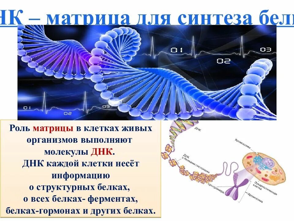 Роль белков в синтезе днк. Днк матрица для синтеза белка. матричная днк в синтезе белка. молекулы днк матрицы для синтеза белков. генетическая информация удвоение днк.