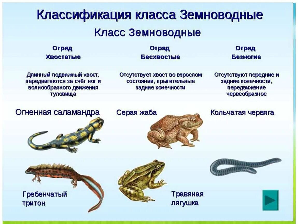 Класс земноводные классификация. Классификация класса земноводных. Строение хвостатых бесхвостых безногих. Классификация амфибий 7 класс. Подвижная тела у беспозвоночных