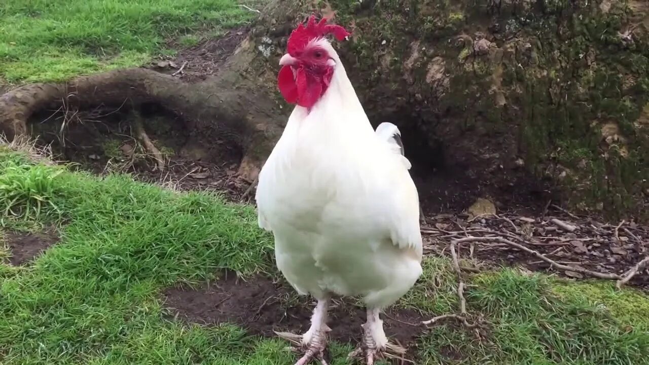 Как звучит курица