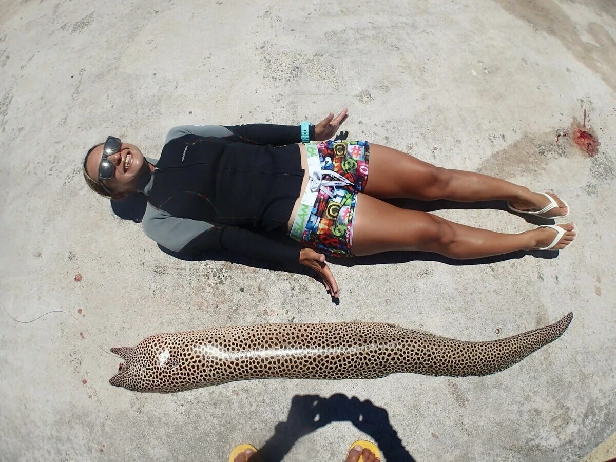 Мурена барракуда. Мурена нападает на человека. Мурена нападает на человека. Мурена нападает на человека. Мурена нападает на человека.