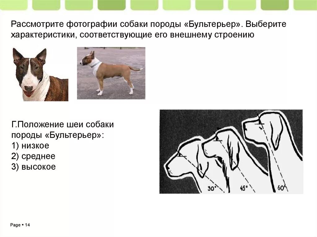 Выберите породы. Положение шеи у собак. Рассмотрите фотографию собаки. Форма шеи собак. Среднее положение шеи у собаки.